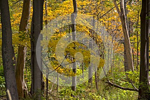 Urban Forest in Michigan Fall