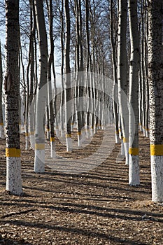 Urban forestry in Beijing, trees painted white