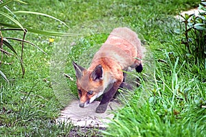 Urban Fox Cub in a domestic garden