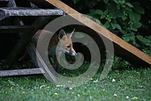 Urban fox cubs exploring the garden