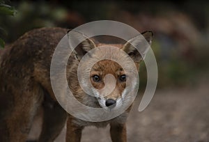 Urban fox in a garden