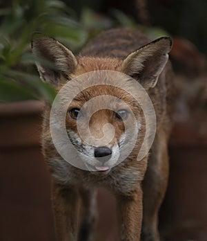 Urban fox in a garden