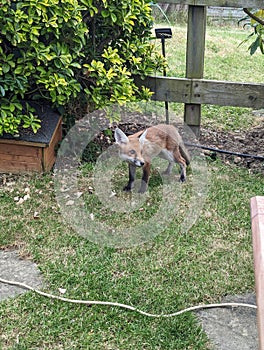 Urban fox searching for food