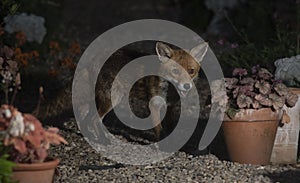 Urban fox visiting the garden