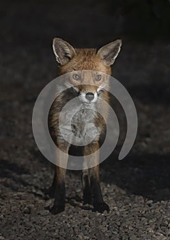 Urban fox visiting the garden