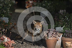 Urban fox visiting the garden