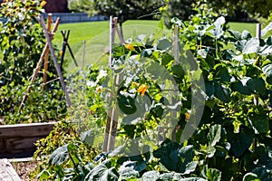 Urban garden