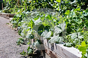 Urban garden