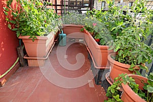 Urban garden for the cultivation of vegetables inside flower pot