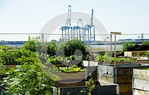 Urban Garden and Farming in spingtime