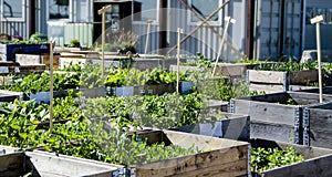 Urbano jardín a agricultura en 