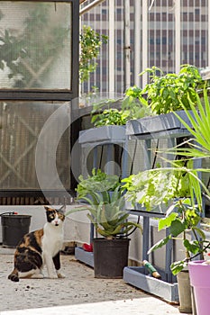 Urban Garden with lettuce, spinach, palm, basil, lantanas, automatic irrigation system and a cat on a balcony in Athens