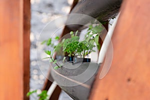 Urban garden, pipes made as pots. Vegetable growing in city