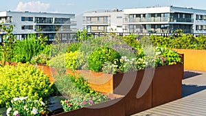 Urban garden on the roof of apartment buildings. Herbs, flowers, and fruit plants grow on raised beds made of weathering steel. photo