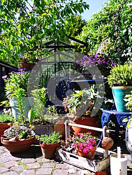 Urban garden, small or mini English flowers vertical patio garden nice and green fresh start of the spring for growing your own ve