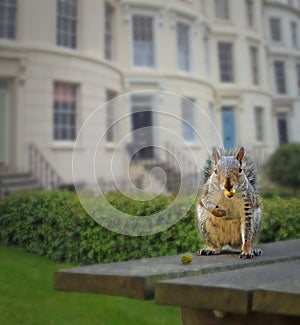 Urban garden town village city squirrel eating on table animals wild creatures