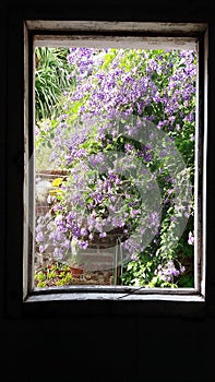 Urban garden from the window