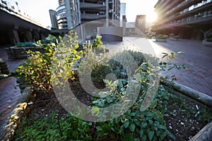 Urban gardening in the city square