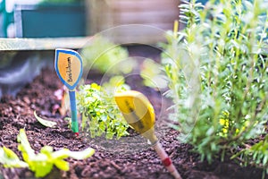 Urban gardening: cultivation of tasty herbs on fruitful soil in the own garden, raised bed. Basil, "Basilikum