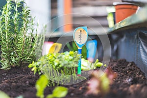 Urban gardening: cultivation of tasty herbs on fruitful soil in the own garden, raised bed. Basil, "Basilikum