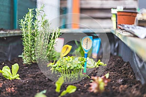 Urban gardening: cultivation of tasty herbs on fruitful soil in the own garden, raised bed. Basil, "Basilikum