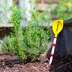 Urban gardening: cultivation of tasty herbs on fruitful soil in the own garden, raised bed. Rosemary