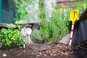 Urban gardening: cultivation of tasty herbs on fruitful soil in the own garden, raised bed. Rosemary