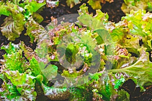 Urban gardening - detail of lettuce plants in raised bed