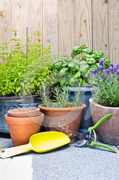 Urban gardening, fresh herbs in pots