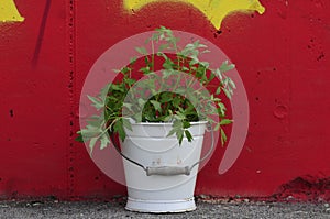 Urban Gardening. fresh lovage herb