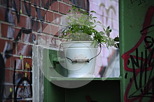 Urban Gardening. fresh lovage herb photo