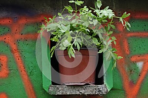 Urban Gardening. fresh lovage herb photo