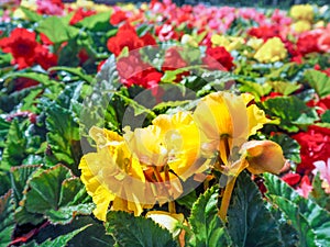 Urban gardening. The greening of cities. A yellow and red blooming begonias in the flower bed. Autumn flowers.