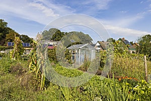 Urban gardening in The Netherlands