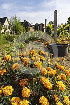 Urban gardening in The Netherlands