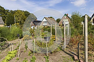 Urban gardening in The Netherlands