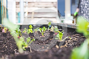 Urban gardening: Planting fresh radish, vegetables and herbs on fruitful soil in the own garden, raised bed