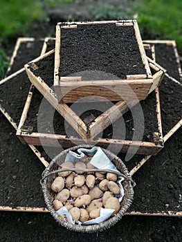 Urban gardening with potatoes