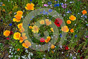 Urban gardening, public green space in summer. Wildflowers, blooming flowerbed with bluebottles, poppies and other wild flowers.