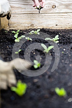 Urban gardening with raised bed