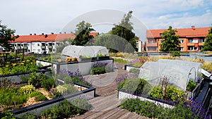 Urban Gardening roof in sweden