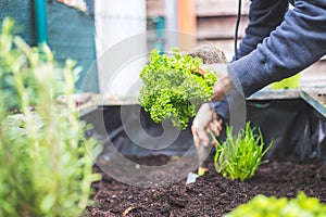 Urban gardening: Woman is planting fresh vegetables and herbs on fruitful soil in the own garden, raised bed