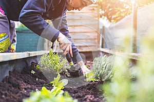 Urban gardening: Woman is planting fresh vegetables and herbs on fruitful soil in the own garden, raised bed