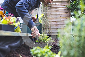 Urban gardening: Woman is planting fresh vegetables and herbs on fruitful soil in the own garden, raised bed