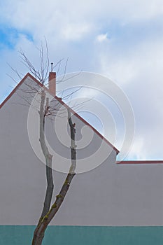 The urban geometry. The trunk of a tree with cropped branches against the background of the house wall