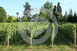 Urban grape orchard, Troutdale OR.