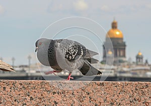 Urban gray pigeon close-up on the background of the golden dome of St. Isaac`s Cathedral,