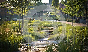 Urban green space revitalization