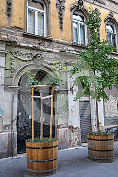 Urban Greenery: Trees in Barrels in CitySetting
