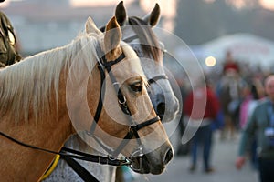 Urban Horses